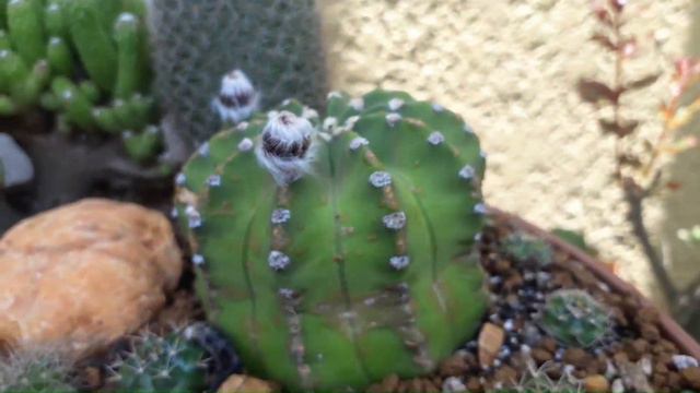 Blooming Echinopsis Subdenudata