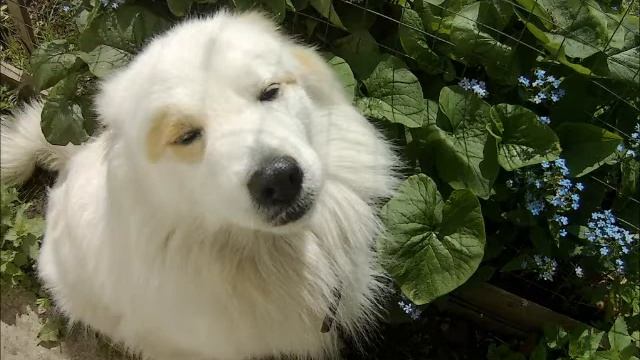 Жизнь Белого медведя весной смотреть онлайн