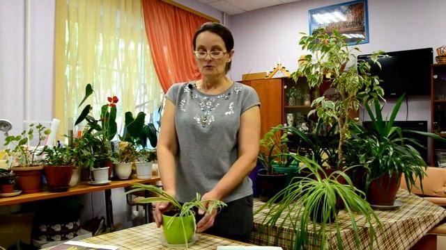 Вселенная растений. Хлорофитум | КЦСОН Выборгский район смотреть онлайн