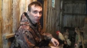 Куры Загорские Лососевые Обзор скрещенной породы