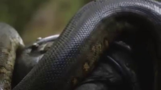 Cъеден живьём!! смотреть онлайн