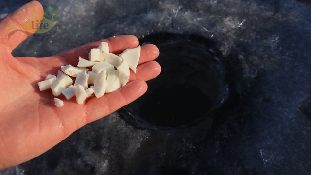 Закидывайте это в лунку смело! Вся рыба приплывает стаями! Белок яичный как прикормка и наживка! смотреть онлайн