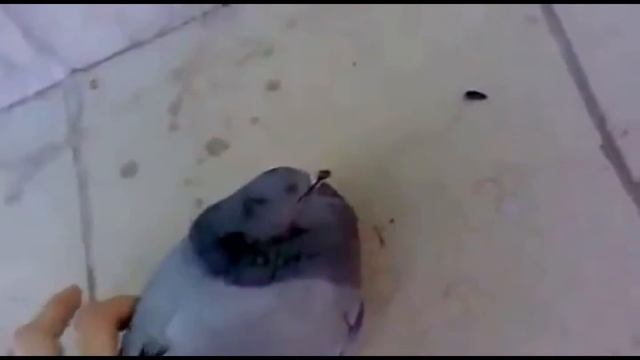 Голубь четенько сдох|Подборка приколов #2 смотреть онлайн