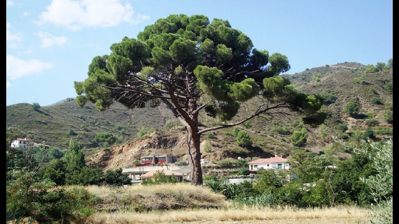 Горы Троодос - остров Кипр