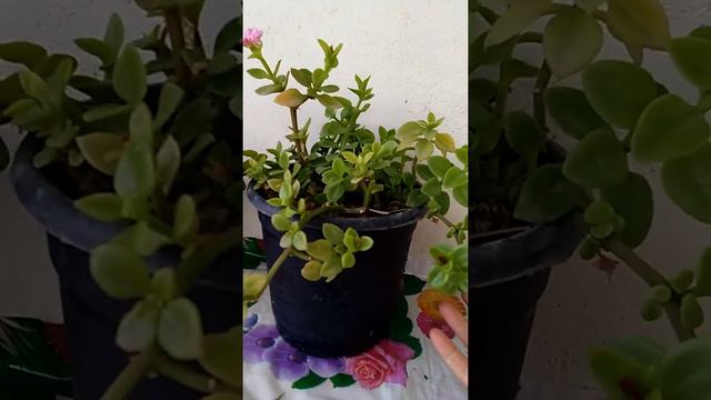 Geranium Plants 😍😍😍😍 // Tips for geranium Plants// смотреть онлайн