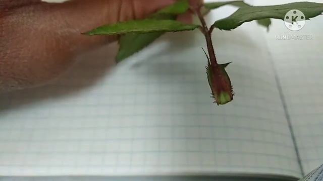 Биология 6 класс. §6. Внешнее строение листа. Видеоконспект. смотреть онлайн