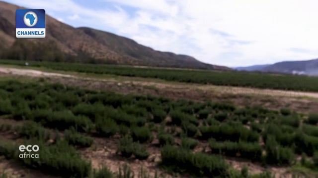 South African Farmers Grow Plants To Supply Essential Oils смотреть онлайн