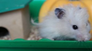 Сериал про хомяков. 1 серия. Свадьба Мауса