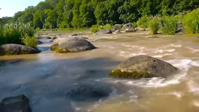 Царь Матрица По Выращиванию и восстановлению Зубов