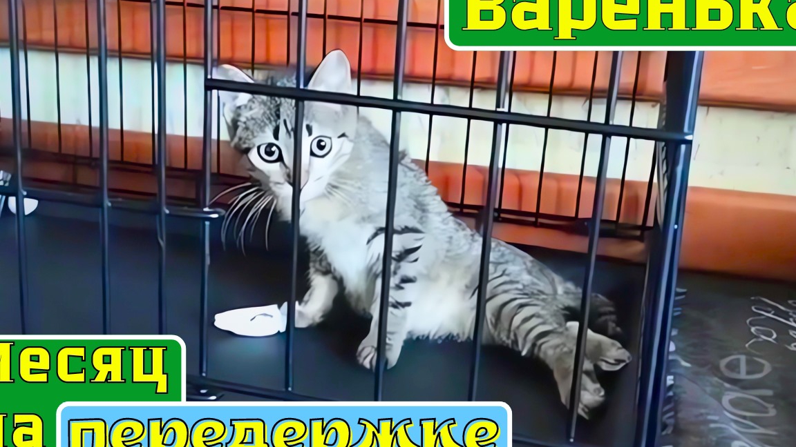 Варенька. Месяц на передержке. смотреть онлайн