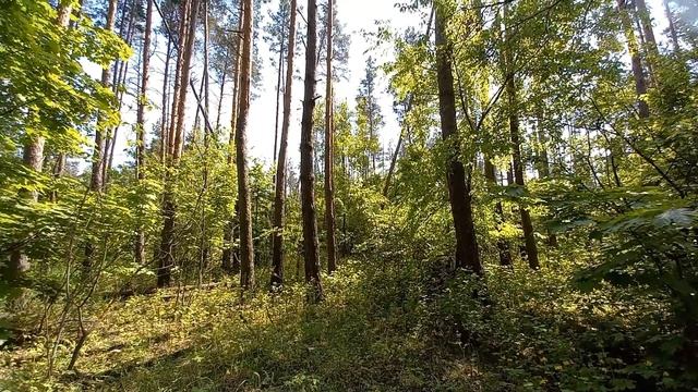 Лесные птицы- лучшие лекари души и тела*Пение птиц в лесу* смотреть онлайн