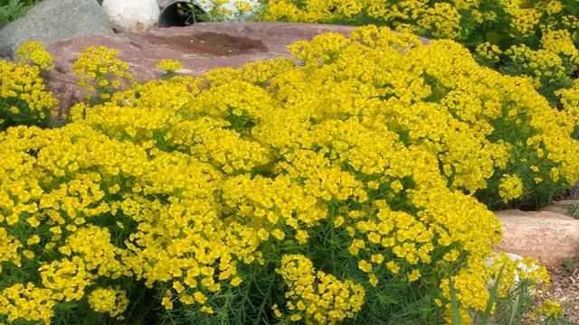 Молочай садовый (Euphorbia) — описание многоцветковых, болотных видов смотреть онлайн