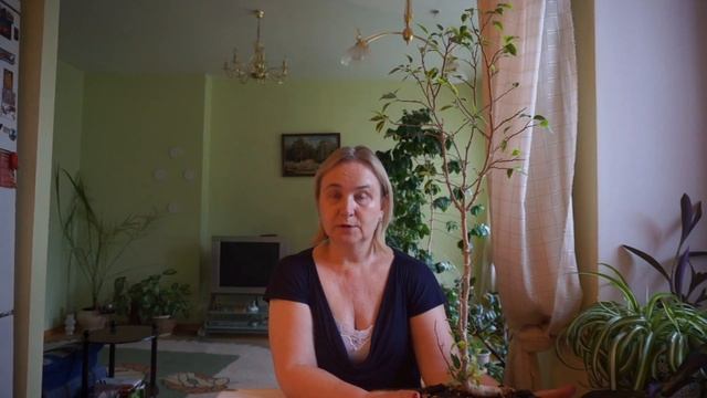 Замороженный фикус. Как спасти фикус? Спасаем замерзший фикус!