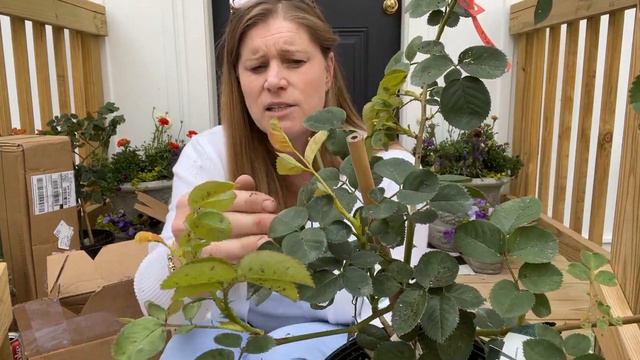 🌹 K and M Nursery / Unboxing Series Review #14 смотреть онлайн