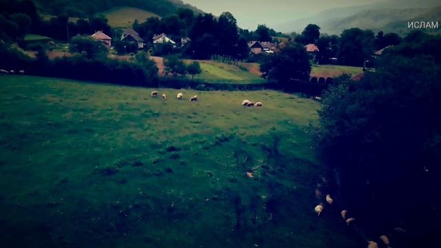 ВОЛК КОТОРЫЙ ЗАГОВОРИЛ | одно из чудес Пророка, мир ему. смотреть онлайн