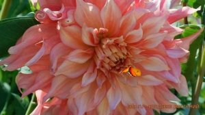 Георгина декоративная Пеннхилл Уотермелон ? обзор: как сажать, луковицы георгины Пеннхилл Уотермело