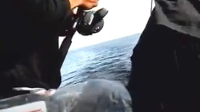 Onega salmon trolling смотреть онлайн