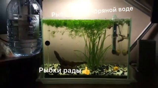 Удивительно! Серебряная вода для аквариума. Сюжет клиента нашей компании Татьяны А. смотреть онлайн