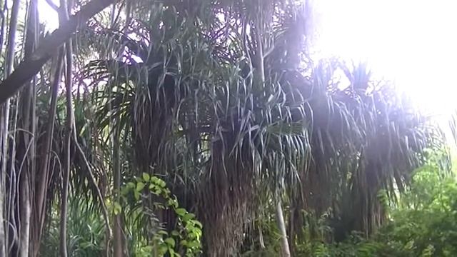 Лекция Полинезия. Часть 1 смотреть онлайн