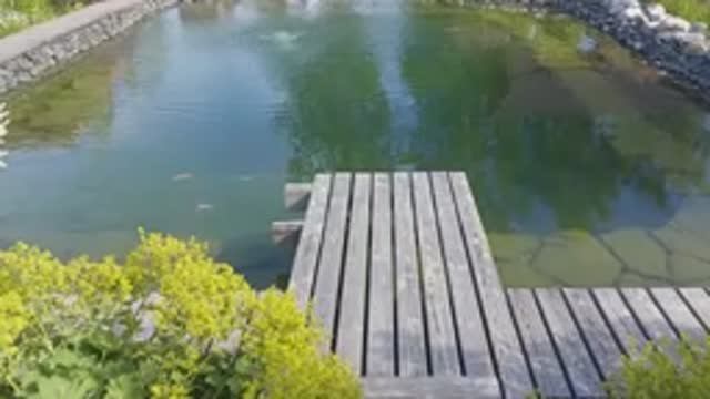 🌿 Утро у пруда: Как мои рыбы начинают день
Кормление в ритме природы — от карася до красноперки!