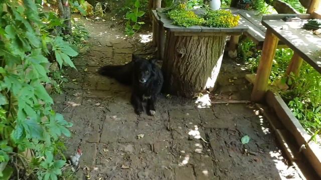 Там лес и Дол цветами полны... смотреть онлайн