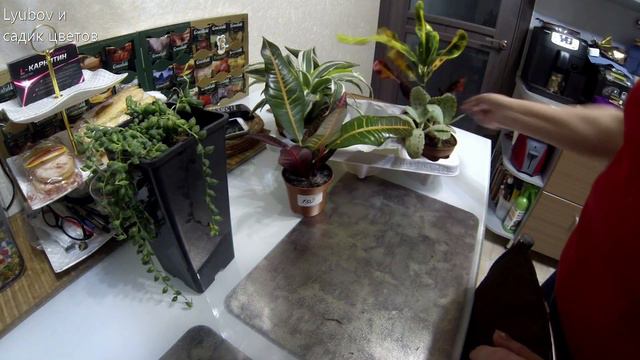 Зеленый онколог