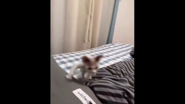 Смешные животные. №1