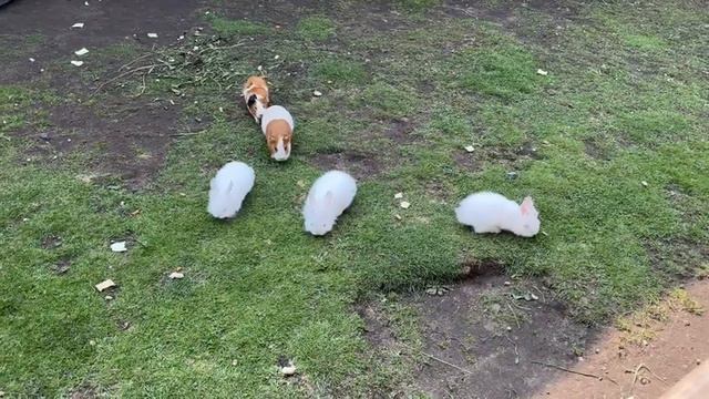 Лучший парк животных в Барановичах//Зооландшафтный парк Дипирз смотреть онлайн