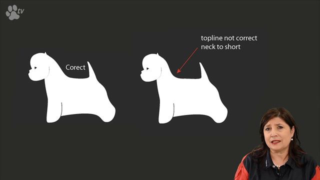 Grooming Poppy the senior West Highland White Terriër | Kitty Talks Dogs - TRANSGROOM смотреть онлайн