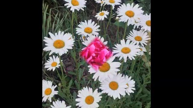 мои цветы смотреть онлайн