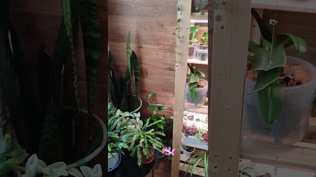 Цветочный релакс))) (видео 2) смотреть онлайн