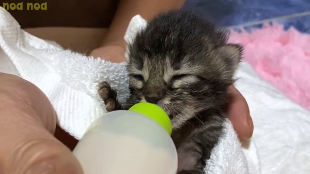 When feeding a baby kittens came the curious rescued kitten...!? смотреть онлайн