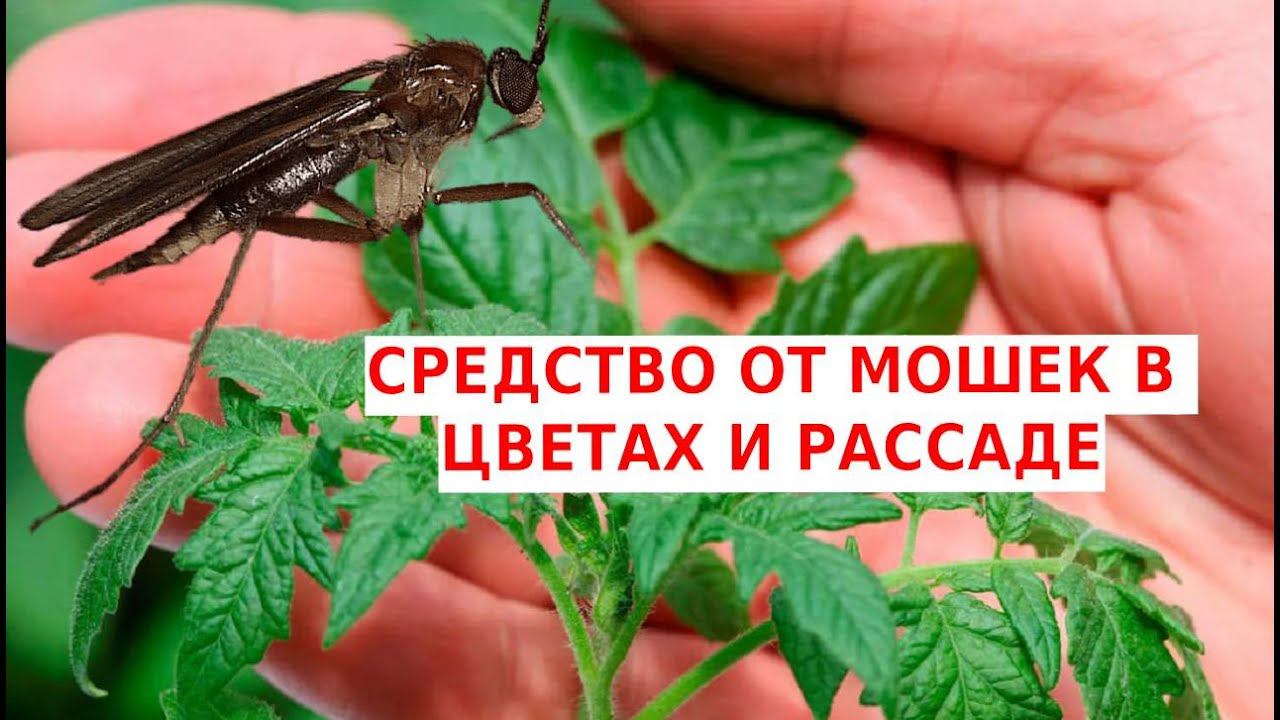 Средства от мошек на цветах и рассаде смотреть онлайн