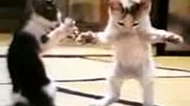 DANCE CATS смотреть онлайн