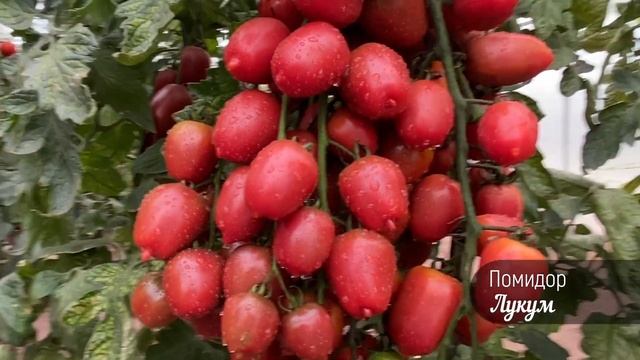 Томат - сенсация ЛУКУМ ! смотреть онлайн