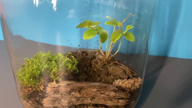 ВЕЧНЫЙ ТЕРРАРИУМ ПРОШЕЛ МЕСЯЦ смотреть онлайн