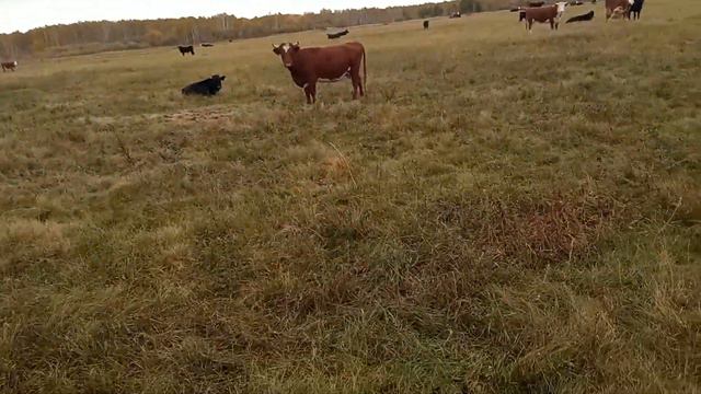 Обзор для одного из покупателей 1 смотреть онлайн