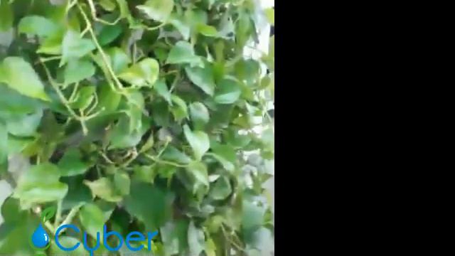 эпипремнум смотреть онлайн