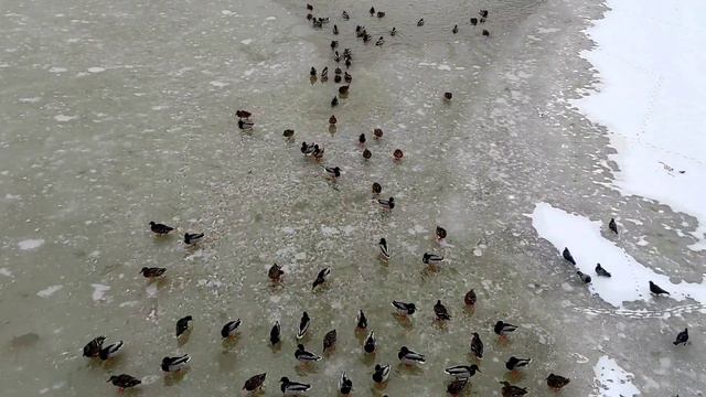Hast du so viele Enten gesehen? А вы видели такое количество уток? #утки #enten смотреть онлайн