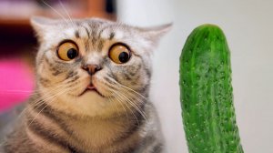 Животные приколы видео смотреть бесплатно  / Приколы С Животными