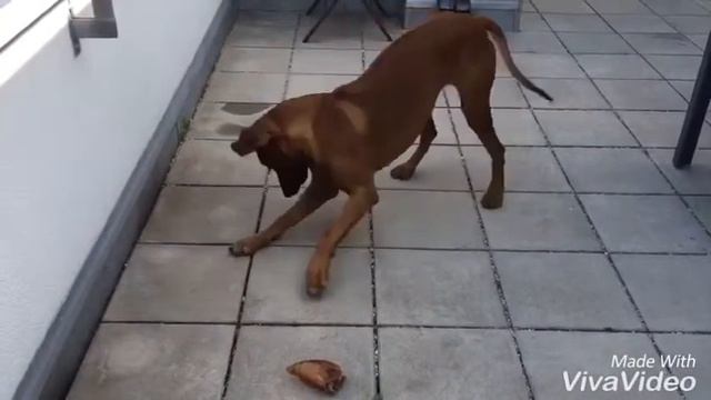 В собаку вселился демон счастья смотреть онлайн