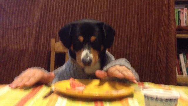 dog eats with hands/ Freddy eats with hands/собака ест руками смотреть онлайн