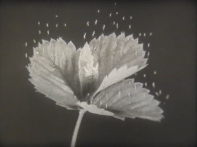 Биология. Строение и жизнедеятельность растений. Испарение воды листьями