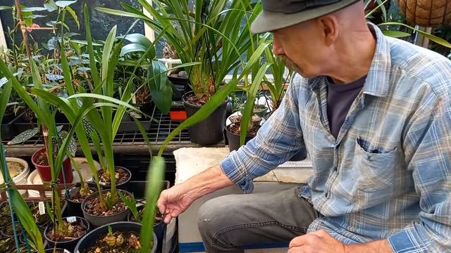 Deciding When to Divide/Repot Cymbidium Orchids ? After Flowering ! смотреть онлайн