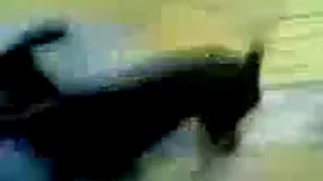 Той терьер играет вигрушку смотреть онлайн