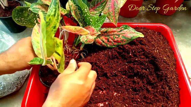 All Aglaonema cuttings are successful in Sand II @DoorStepGarden смотреть онлайн
