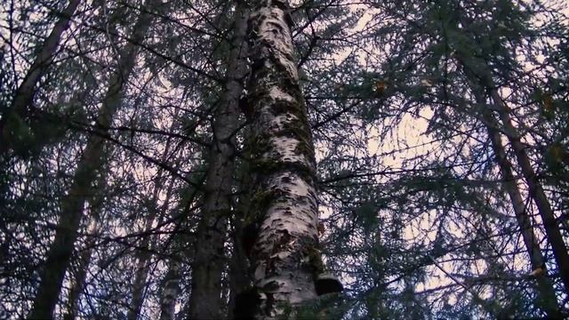 Как определить чага, не чага?  Чага березовая и ее двойники - чайный гриб, трутовик.  Только факты.