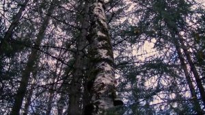 Как определить чага, не чага?  Чага березовая и ее двойники - чайный гриб, трутовик.  Только факты.