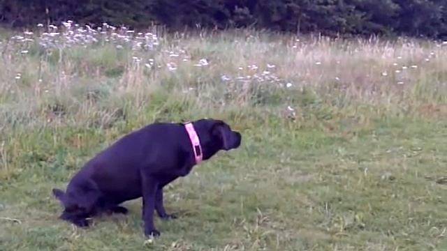 Daisy - How'zat!!!!!!! смотреть онлайн