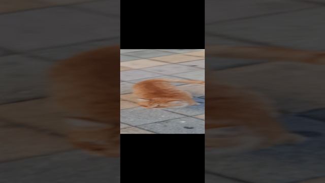 рыжая кошка